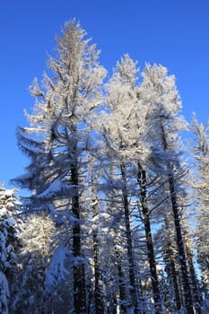 At sunrise on the Brocken