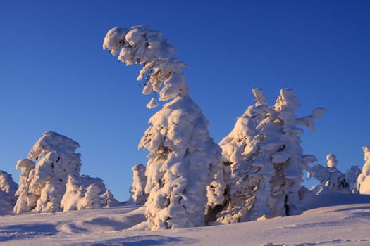 At sunrise on the Brocken