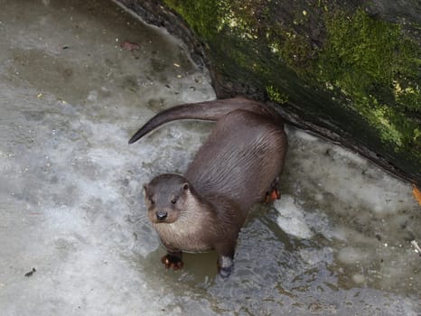 Otters in the wintry Sababurg Zoo