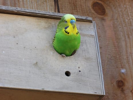 Male green budgie looking out of the nest box