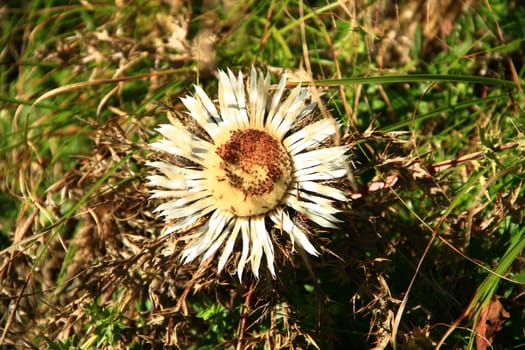 Flowering silver thistle (Carlina acaulis) at Monte Baldo,Italy