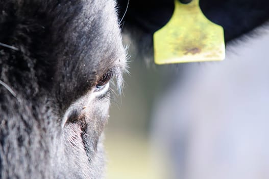 Black & White Cow