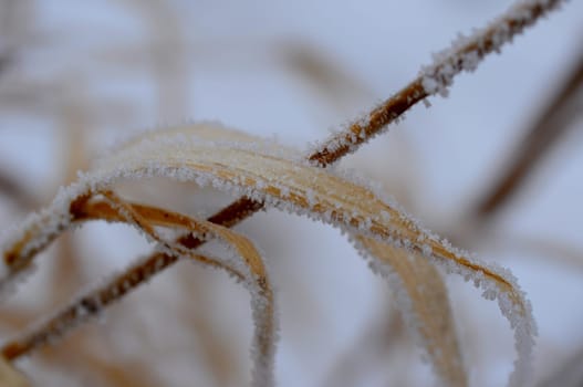 Hoarfrost
