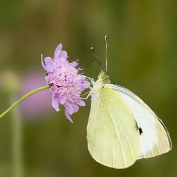 Greater cabbage white