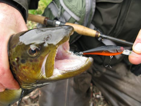 Trout fishing