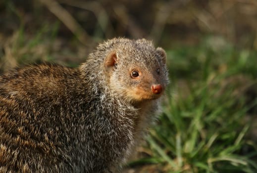 Mongoose