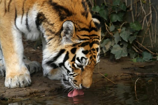 At the watering hole
