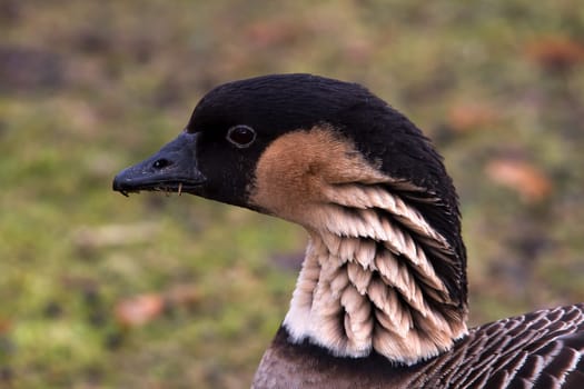 Nene