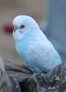 Light blue male budgie in Sababurg Zoo