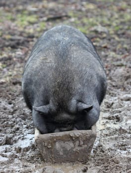 Pot-bellied pig in the feeding trough