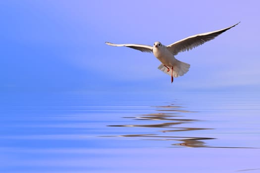 Gull