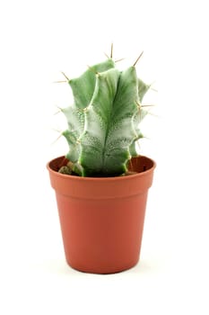 Green spikey cactus isolated on white background