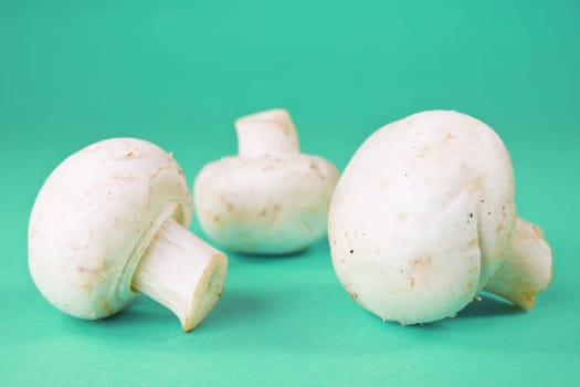 three white champignon mushrooms on the blue background