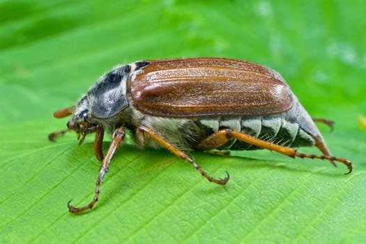 spring beetle cockchafer on green leaves background