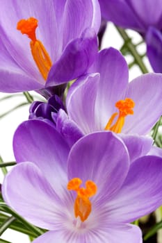 Crocus purple,close-up of plant in studio
