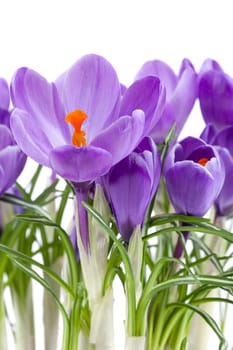 Crocus purple,close-up of plant in studio