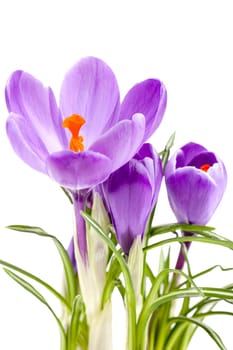 Crocus purple,close-up of plant in studio