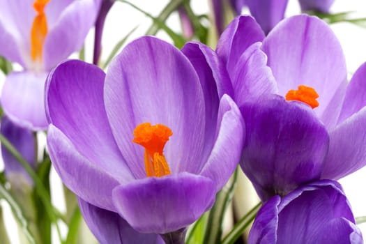 Crocus purple,close-up of plant in studio