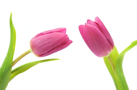Tulip blossom