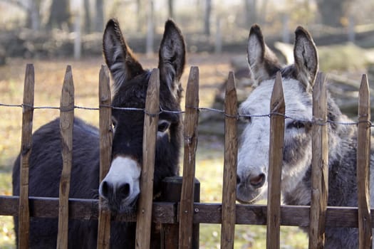 Two donkeys behind a fence