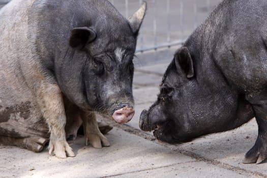 Two mini pigs