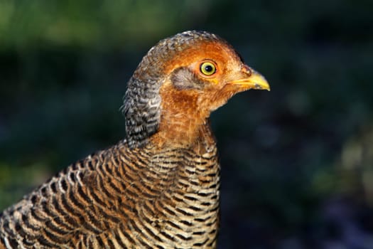 Golden Pheasant (female)