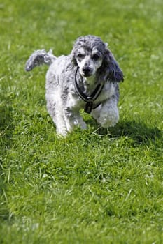 Running Poodle