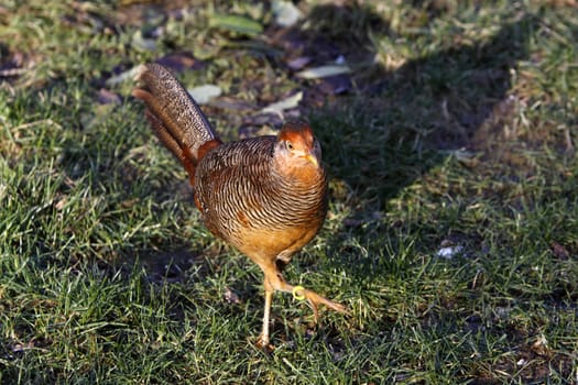 Golden Pheasant (female)
