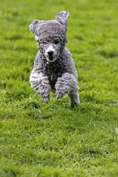 Running Poodle