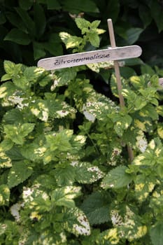 Lemon balm