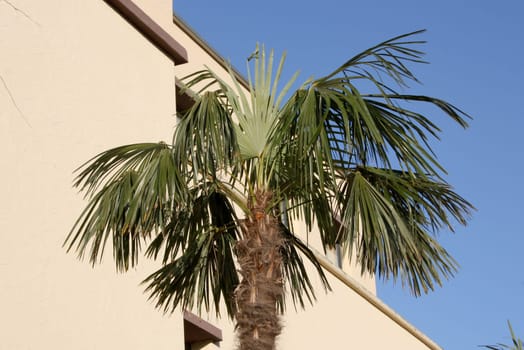 Palm tree
