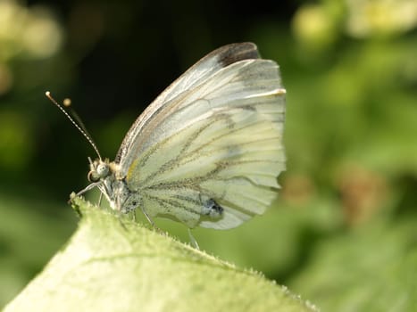 Green-veined white