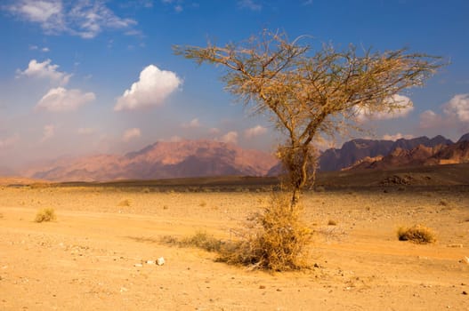 EGYPT,SINAI,SOUTH SINAI,WADI FEIRAN,DESERT,ACACIA,THORN ACACIA,DESERT ROAD