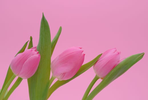 three tulips