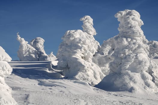 Icy spruce trees on the Brocken