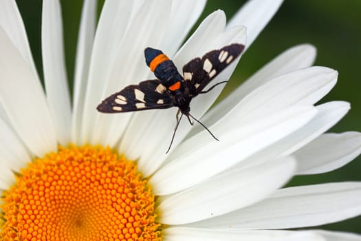 Butterfly on daisy