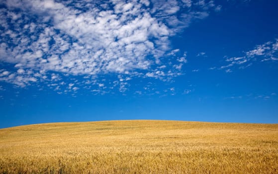 Ripe Wheat Field Ready for Harvest Palouse Washington State Pacific Northwest