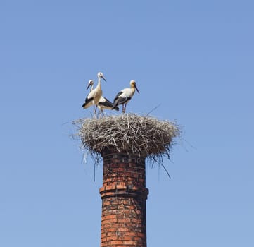 Close-up of a white stork nest in Portugal