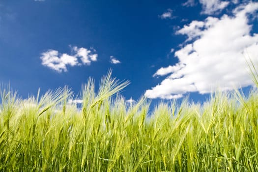 Green rye field against a blue sky with white clouds