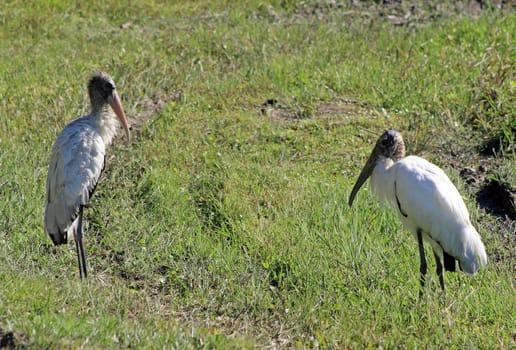 Wood storks in the meadow