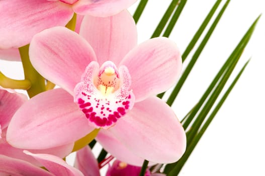 Detail of Pink Orchid on White Background