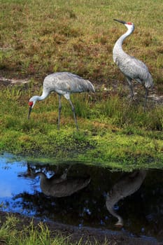 Canada cranes or Florida cranes
