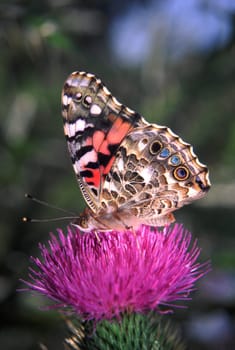 Painted Lady Butterfly (Vanessa virginiensis) at Shabbona Lake State Park in northern Illinois