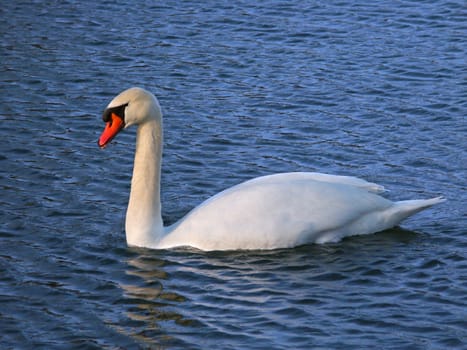 A bright Mute Swan (Cygnus olor) at Kickapoo State Park in Illinois.