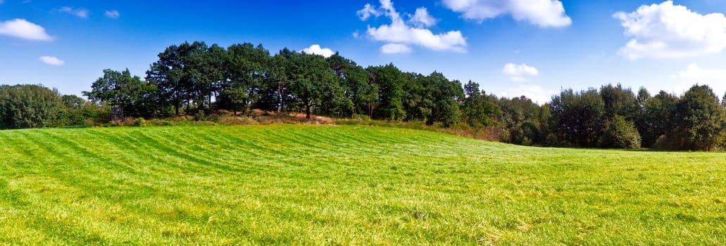 Forest and field