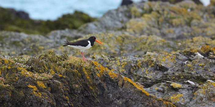 Eurasian Oystercatcher (Haematopus ostralegus) portrait in nature.