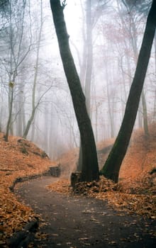 autumn forest