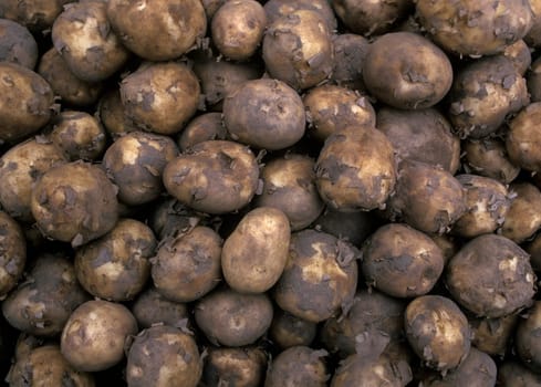 Full Frame of Potatoes