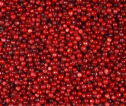 Full Frame of Lingonberries