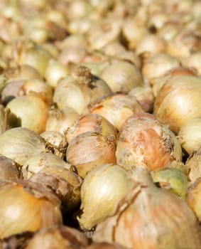 Full Frame of Fresh Onion